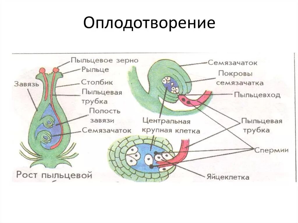 Оплодотворение покрытосеменных растений схема. Семязачаток двойное оплодотворение. Схема двойного оплодотворения у растений. Схема двойного оплодотворения у цветковых растений.