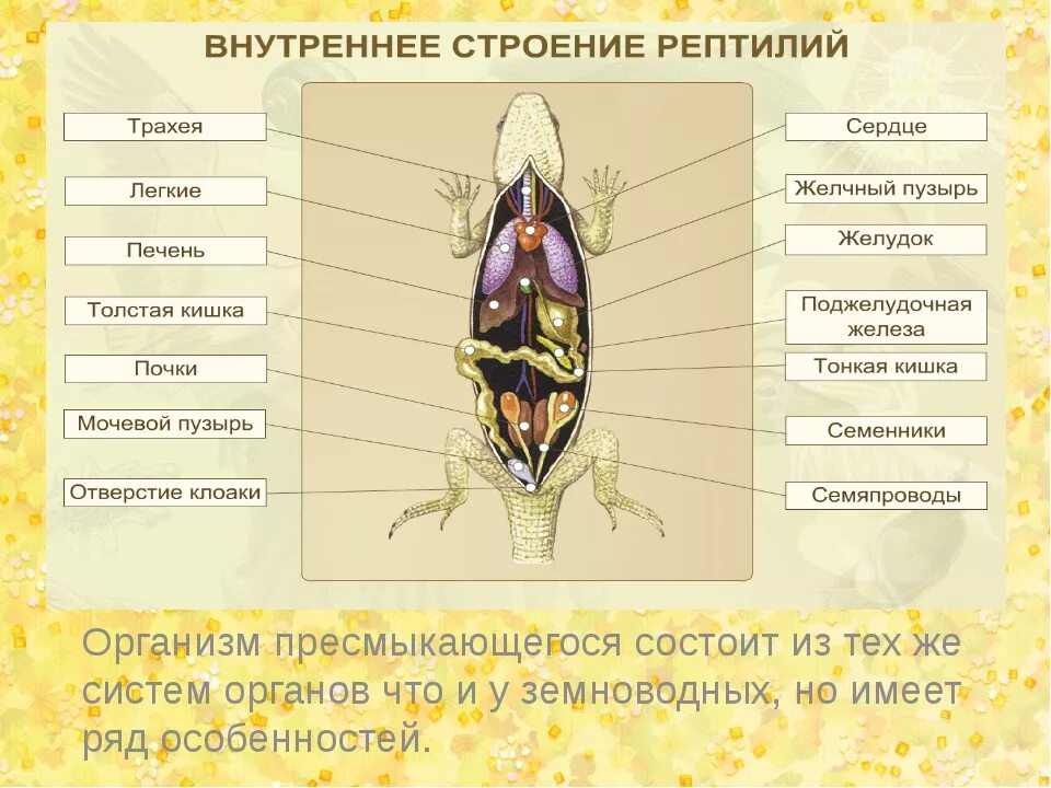 Сравните внешнее и внутреннее строение. Класс пресмыкающихся внутреннее строение. внутреннее строение пресмыкающихся схема биология 7 класс. внутреннее строение ящерицы самца. строение пресмыкающихся 7 класс биология.