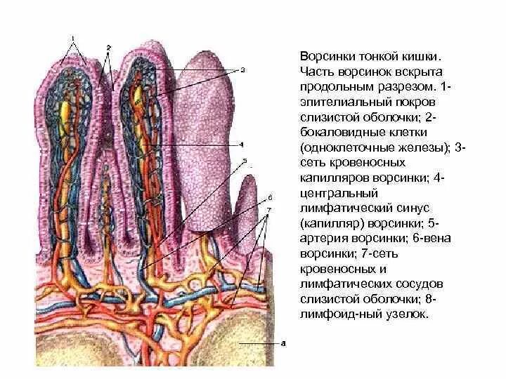 Строение ворсинок слизистой оболочки. Ворсинка слизистой оболочки тонкой кишки. Ворсинка слизистой оболочки тонкого кишечника. Строение кишечной ворсинки анатомия. Ворсинки тонкого кишечника анатомия.