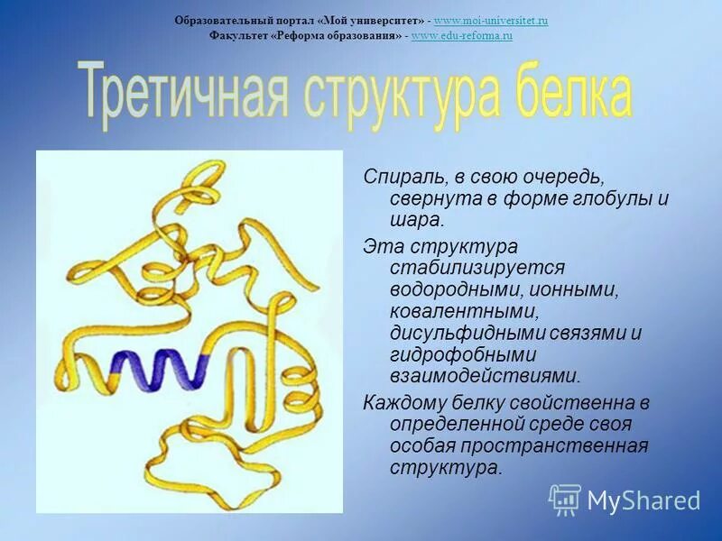 Третичная структура белка глобула. Образование дисульфидных связей между глобулами. Третичная структура связи. Образование дисульфидных связей между глобулами. Третичная структура глобула водородные гидрофобные.