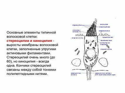 Рецепторы волосковых клеток