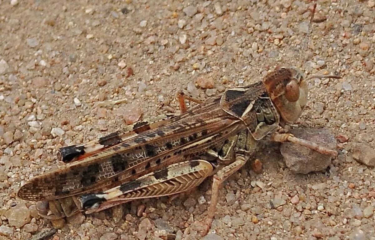 Саранча какой тип. Dociostaurus maroccanus. Марокканская Саранча. Саранча насекомое. Марокканская Саранча систематика.