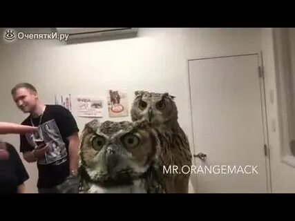 Сова видео крики