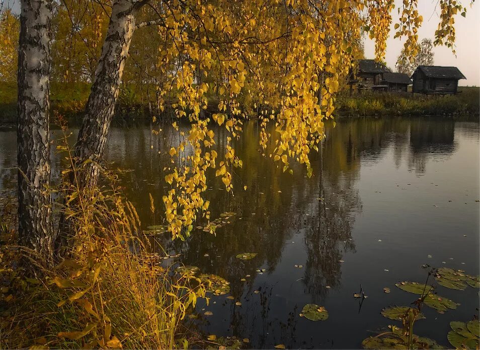 Осень в деревне. Береза осень. Осенние березы у воды. Осень дождь. Облетевшей березке