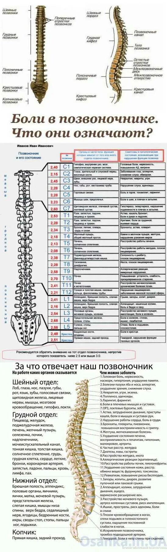 Болит кость позвоночника. Позвоночник. Позвоночник какие позвонки. Болит позвоночник. Отделы позвоночника человека таблица.