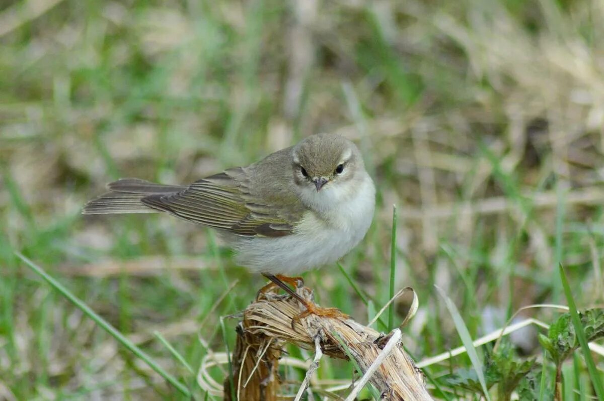 Птица пеночка весничка. Пеночка-весничка (Phylloscopus trochilus). Сибирская пеночка весничка. Пеночка-весничка гнездо. Весничка это