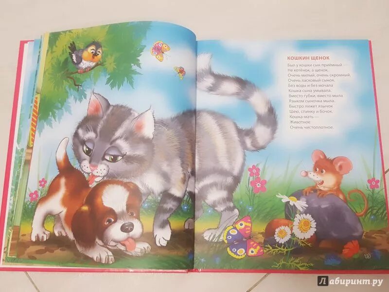 Кошкин щенок основная мысль. Кошкин щенок основная мысль. Рассказ кошкин щенок 2 класс. Валентин берестов кошкин щенок. Определи тему и основную мысль стихотворения кошкин щенок.