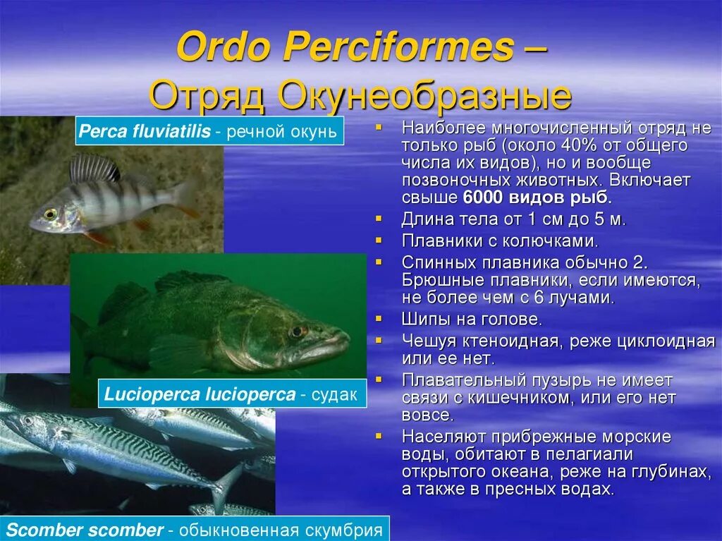 Отряд окунеобразные размножение. Особенности отряда окунеобразные. Отряд окунеобразные таблица. Окунеобразные характеристика. Биология про рыб 7 класс