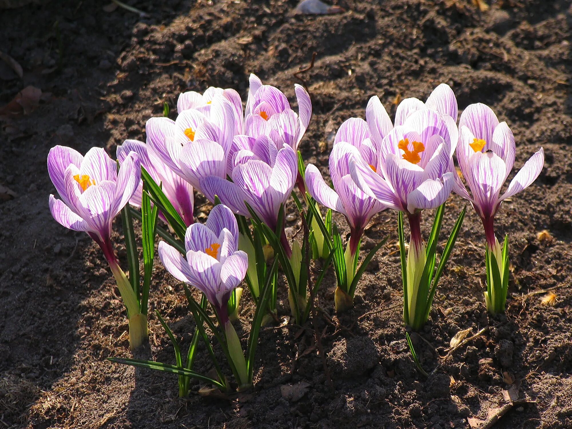 Крокусы картинки красивые. Крокус Шафран цветок. Крокус посевной Шафран цветение. Крокус Шафран весенний. Луковичные цветы крокусы.