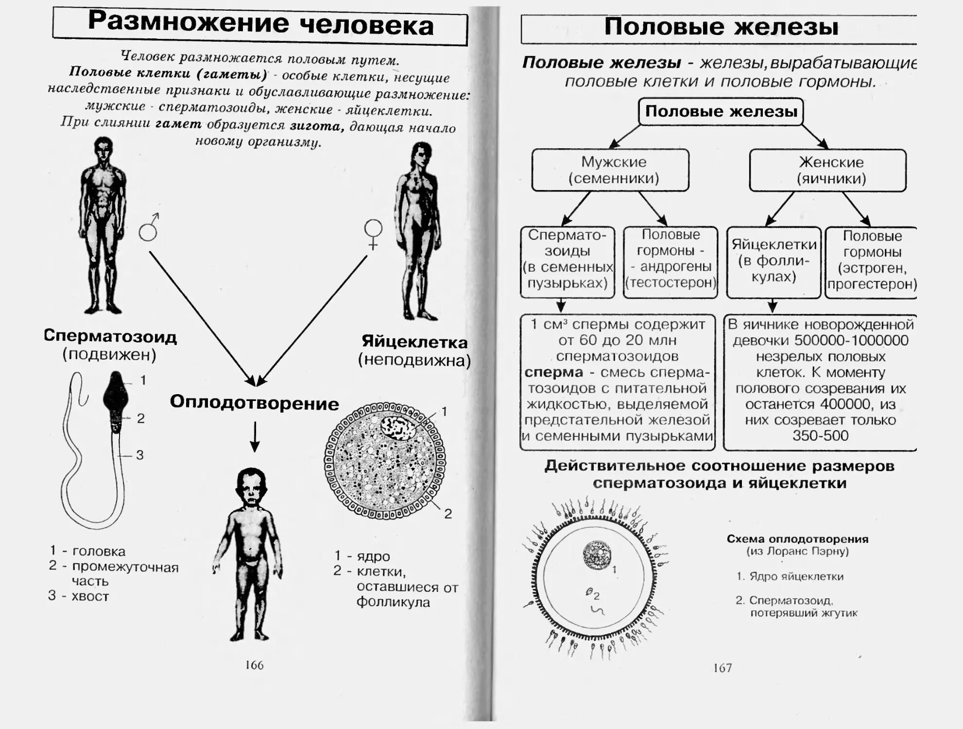 Процесс полового размножения у людей. Половое размножение человека биология 8 класс. Схема размножения человека. Размножение людей процесс. Особенности размножения человека 9 класс биология