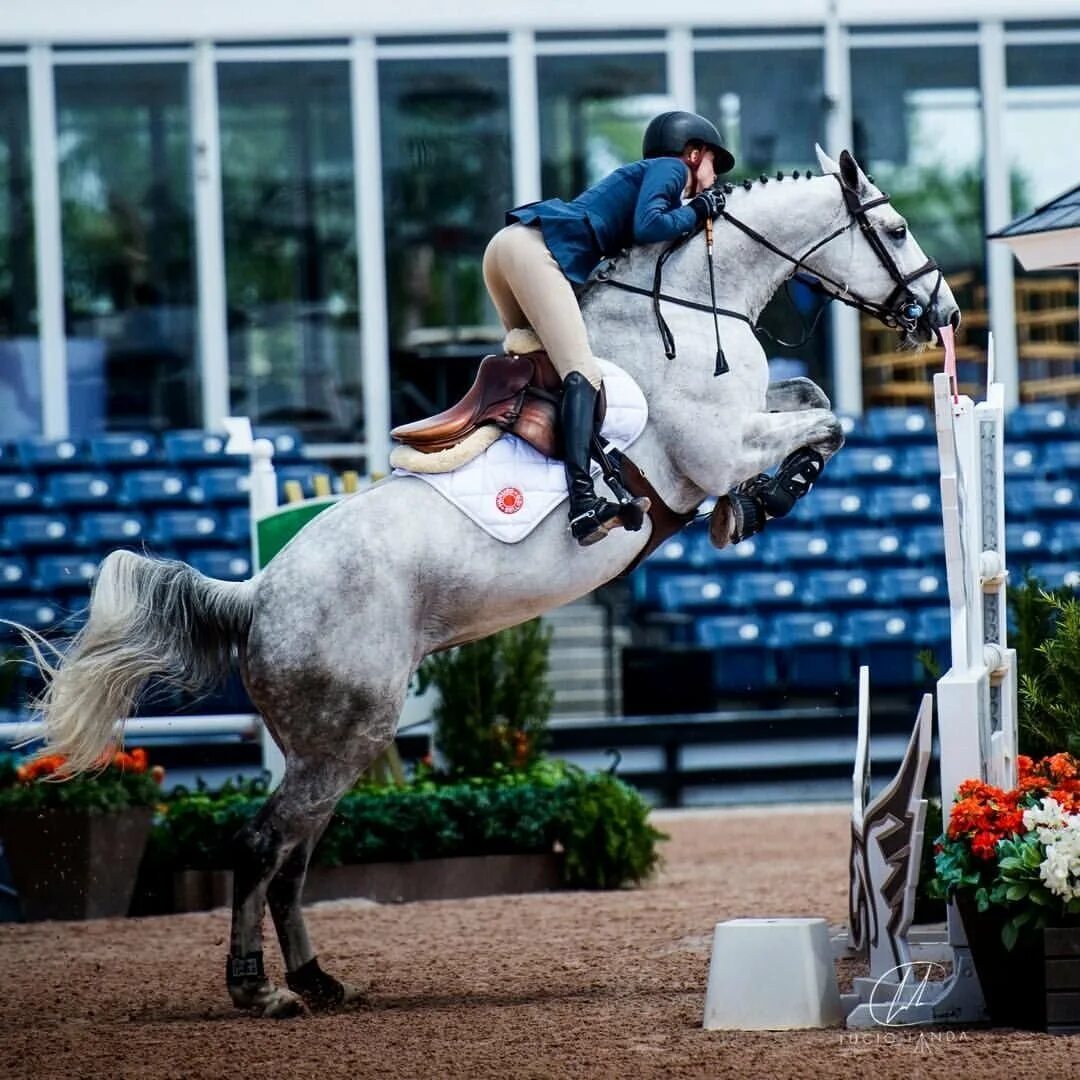 Horse sport. Конкур конный спорт. Лошади. Конкур. Конный спорт.. Эквестриан Стокгольм конкур. Фредерик Котьер конкур.