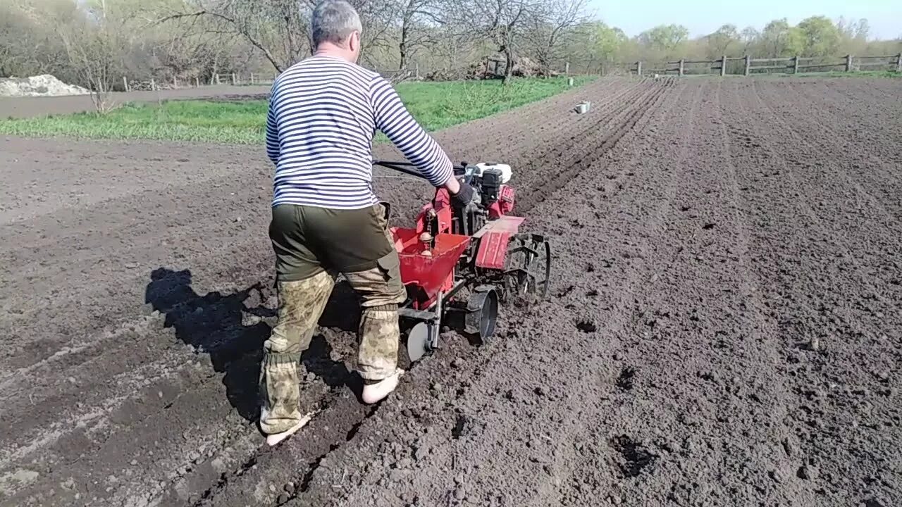 Как садить картошку под мотоблок. Перепашка мотоблоком картошку Ока. Посадка картофеля мотоблоком. Посадка картофеля под мотоблок. Сажать картошку мотоблоком.