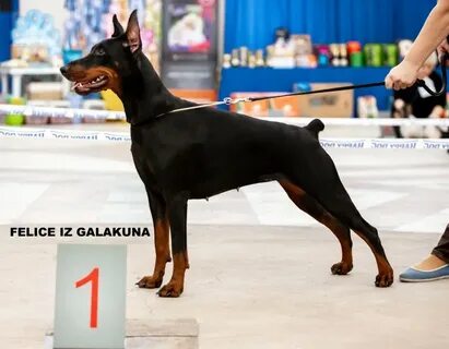 Galaku