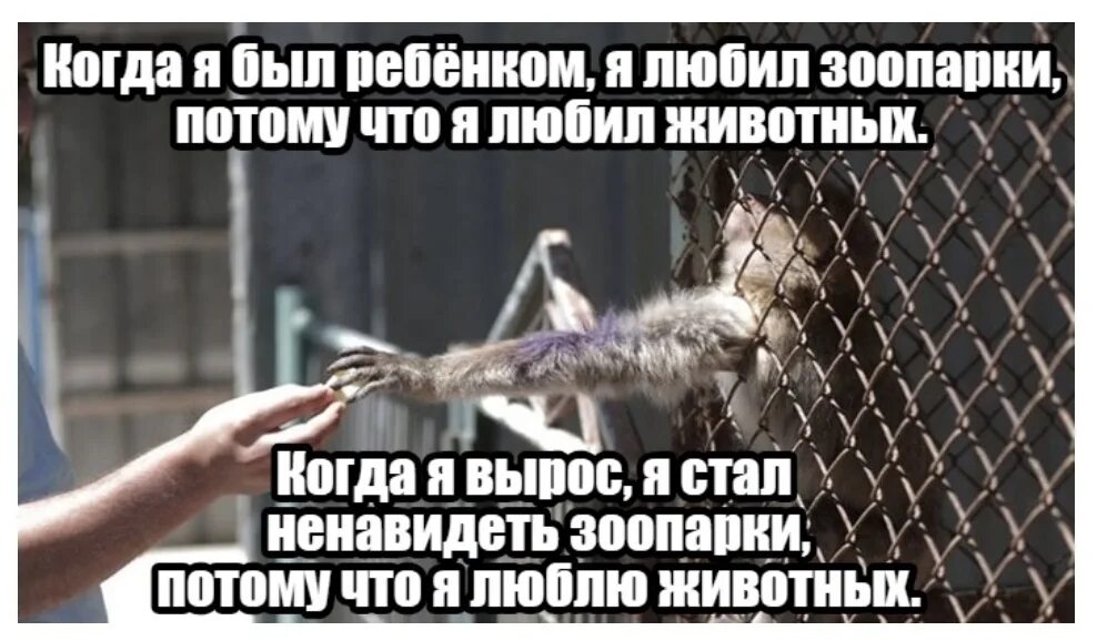 Человек который ненавидит животных. Ненавижу животных. люблю животных и ненавижу детей. ненавижу зоопарки. любят животных но ненавидят людей.