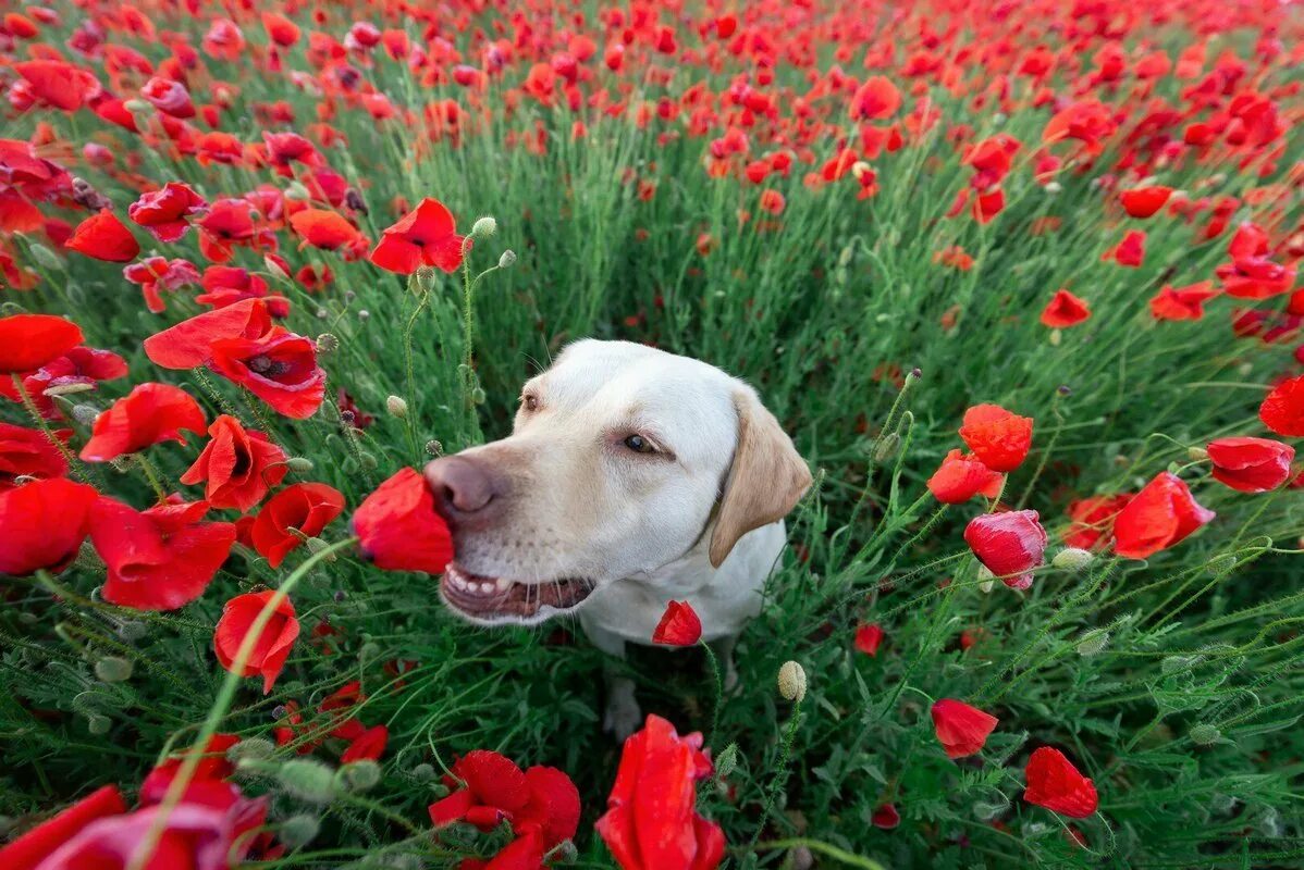 Тюльпаны лабрадор/Labrador. Собака нюхает цветок. Собака с цветком. Собака принюхивается.