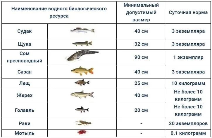 С какого числа нерестовый запрет. Таблица норма вылова и Размеры допустимых рыб. Норма размеров рыбы разрешённых к вылову. Минимальный размер щуки разрешенный. Минимальный размер рыбы.