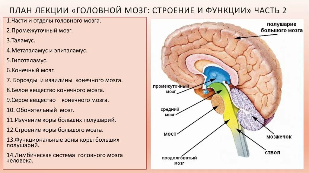 1 строение и функции головного мозга. Головной мозг человека строение функции и функции. функции отделов головного мозга рисунок. функции среднего мозга 8 класс биология. строение и функции отделов головного мозга.