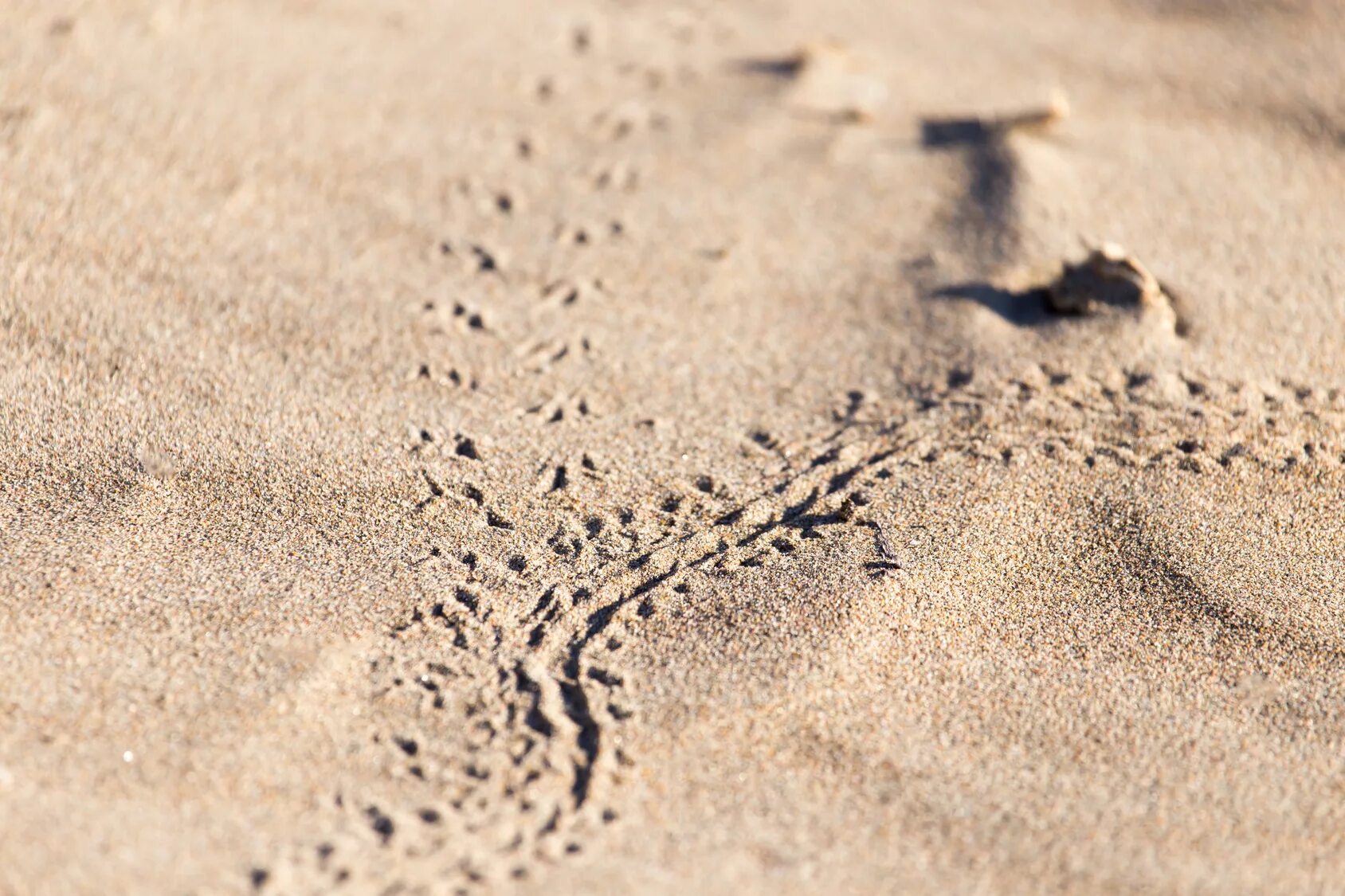 укус сороконожки мухоловки. следы на снегу от сороконожки. следы сороконожки. следы сороконожки. следы сороконожки.