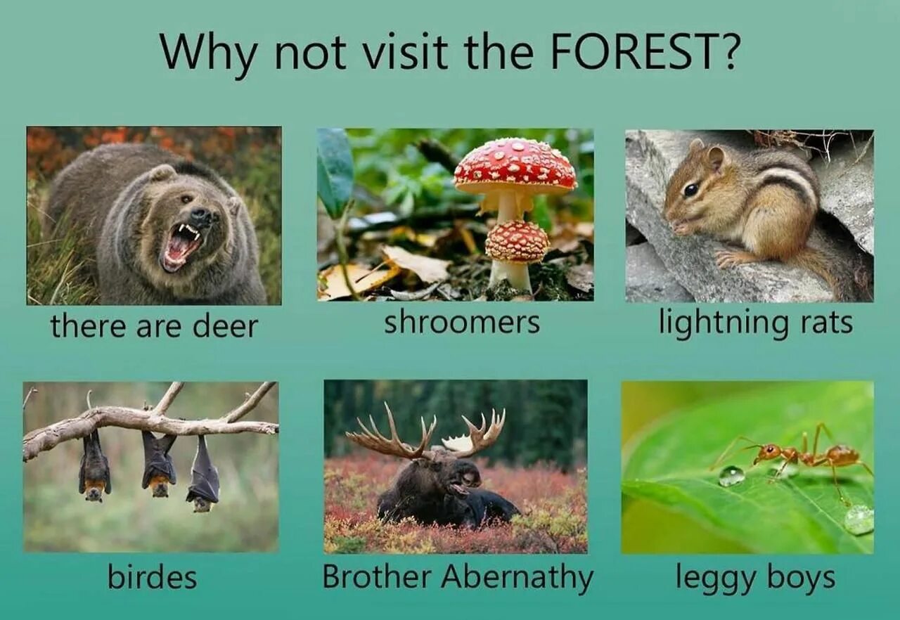 Why you not visit peter. Not visited. why not. there are many deer in the forest. a visitor meme.