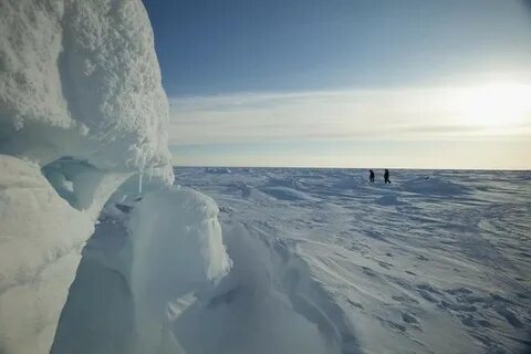 Арктические пустыни вечная мерзлота