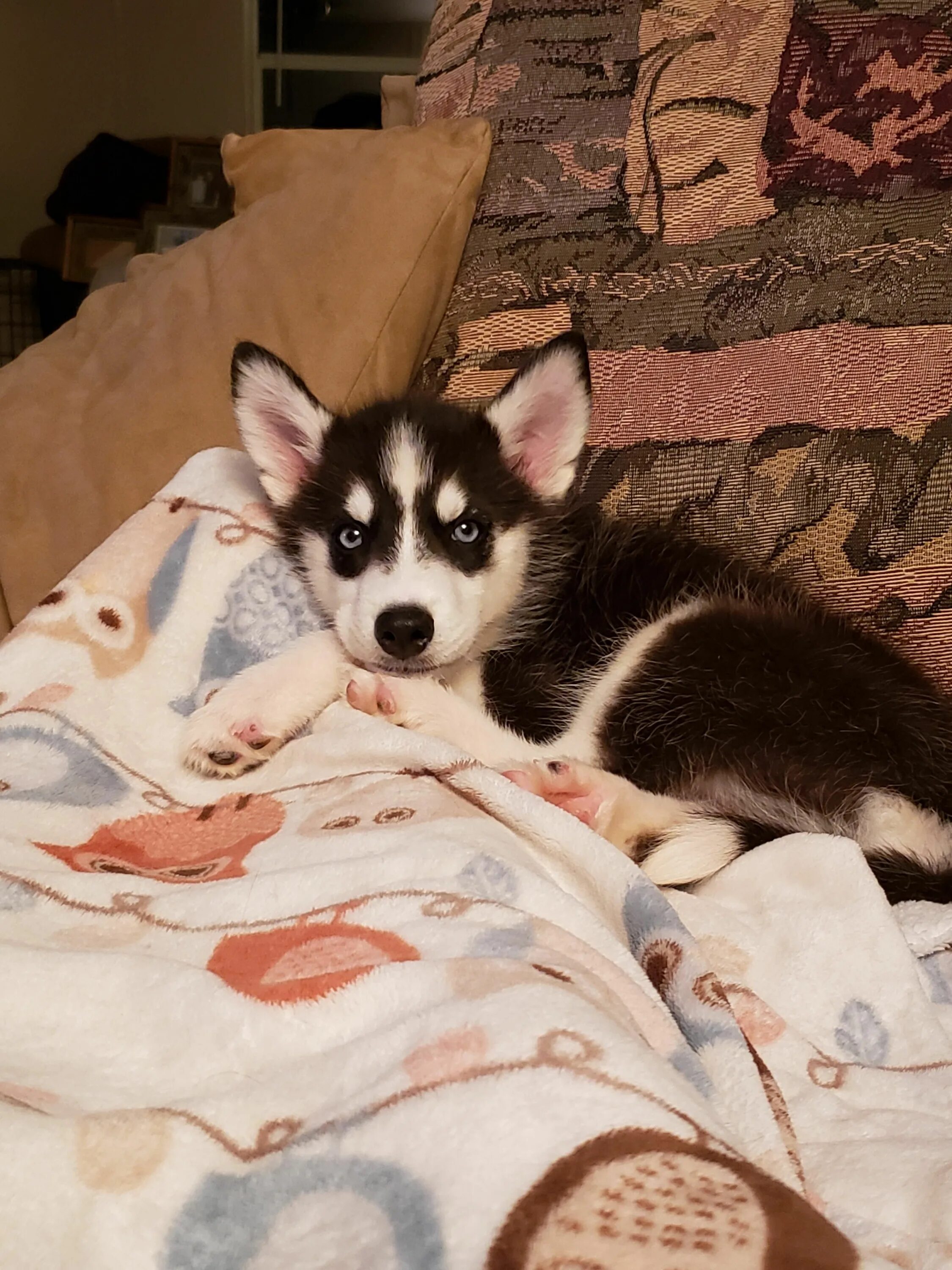 Сибирский хаски. Хаски щенок. Лисья помски. Домашнюю собаку хаски. Хаски сэпполы порода.