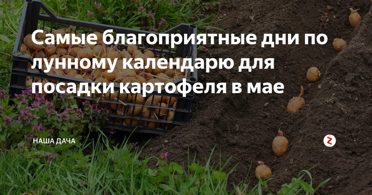 До какого числа сажают картошку. Дни посадки картофеля. какого числа садить картошку в мае. благоприятные дни для посадки картошки. посадка картофеля в мае.
