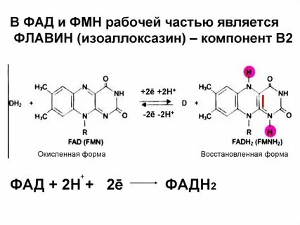 Окисление надф 2н
