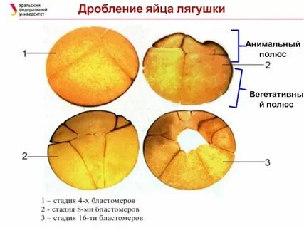 Полное неравномерное