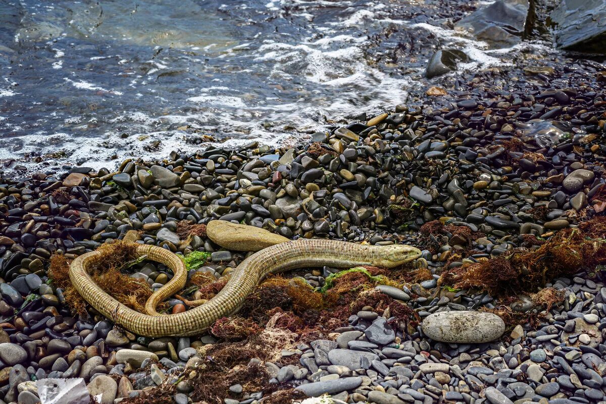 Много змей в воде. Морские змеи Утриш. Змеи Геленджика полоз. Змеи Утриш. Змеи Черноморского побережья Краснодарского края.