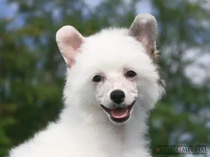 Китайская маленькая белая собака