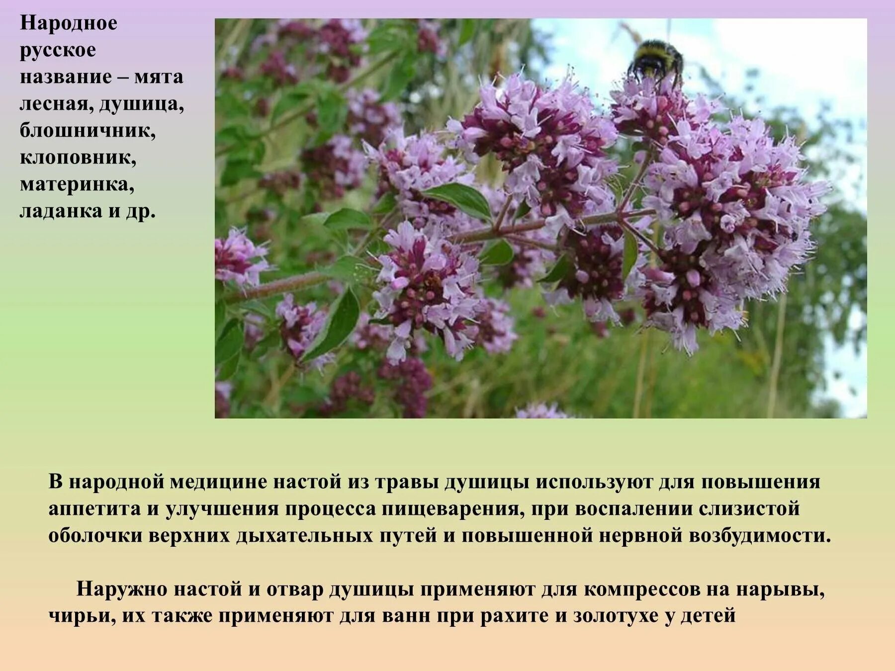Лекарственные растения фото и описание. Лекарственные растения описание. Лекарственные растения. Лекарственные растения. Лекарственные растения названия растений.