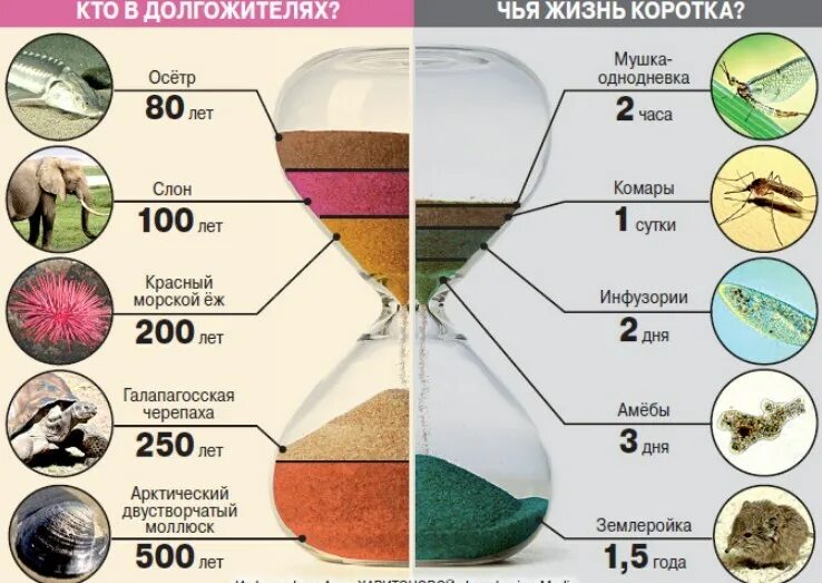 Коротко их жизни в это. Продолжительность жизни животных 1 класс таблица. продолжитенльностьжизни животных. продолжительность жизни ж. продолжительность жизнижевотных.