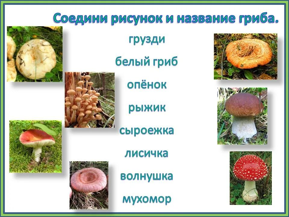 Как по другому называются грибы. Царство грибов. Представители грибов. Представители грибов 5 класс. Царство грибы примеры.