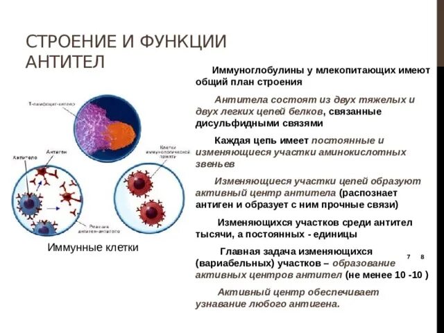 Функции антител иммунология. Перечислите биологические функции антител.. Антитела строение, классификация,функции. Строение антигена.