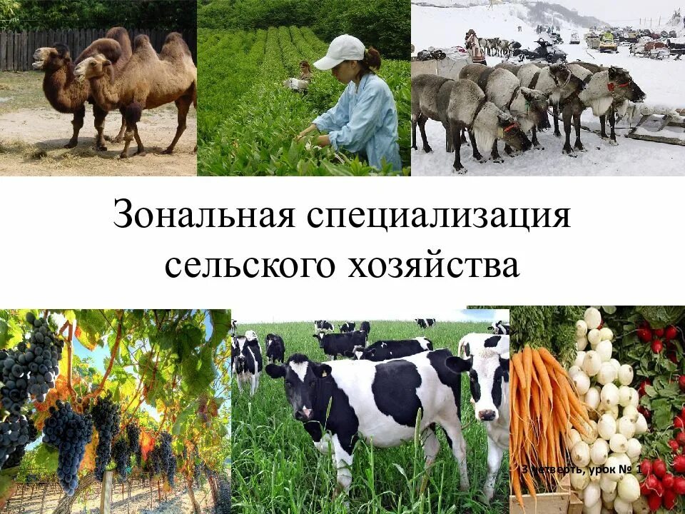 Основные специализации сельского хозяйства. Зональная специализация сельского сельского хозяйства. специализация животноводства. животноводство зональная специализация сельского хозяйства. специализация растениеводства.