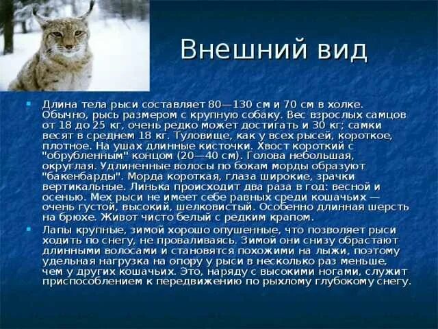 Сообщение о рыси 4 класс. Рассказ о рыси. доклад про рысь. описание рыси для 4 класса.