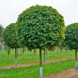 Клена яблоня