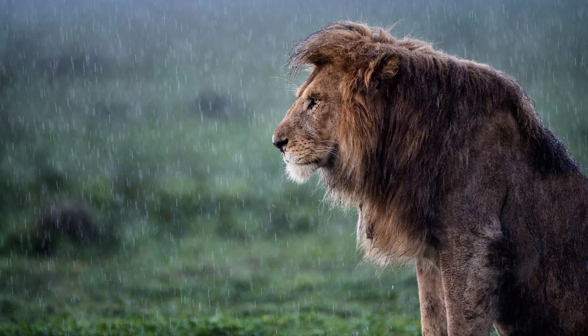 Лев. Лев под дождем. Одинокий Лев. Грустный Лев. Lioness in the rain