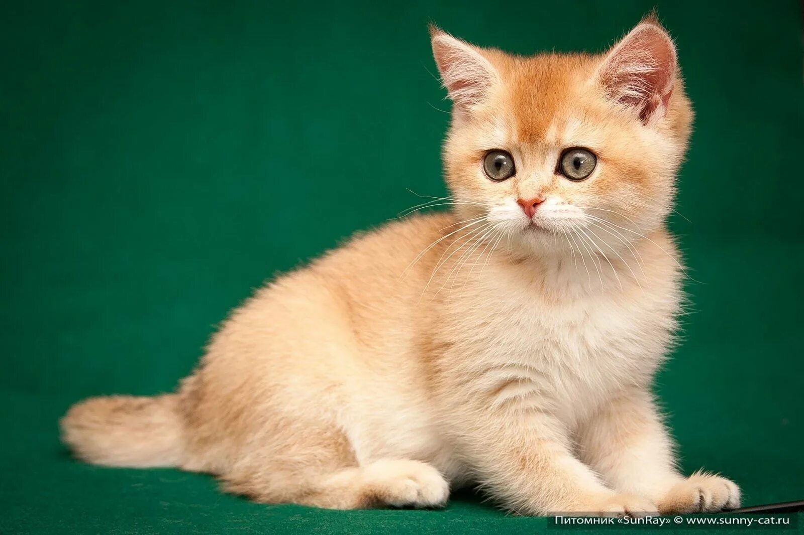 Рыжий золотой кот