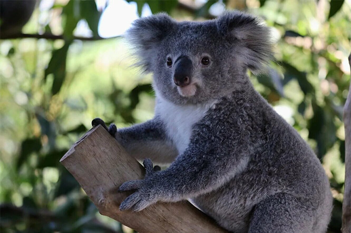 Коала африка. Вомбат и коала. Сумчатый мишка коала. Коала в Австралии. Эндемики Австралии коала.