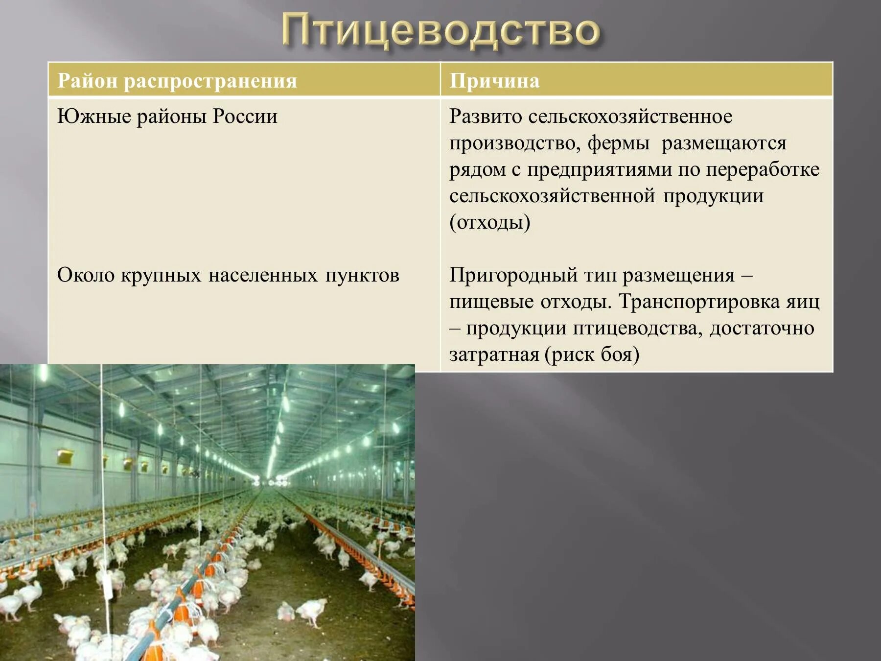 Укажите причины ослабления позиций животноводства на кубани. Районы животноводства в России Птицеводство. Птицеводство районы размещения в России. Птицеводство география размещения. Птицеводство районы разведения.