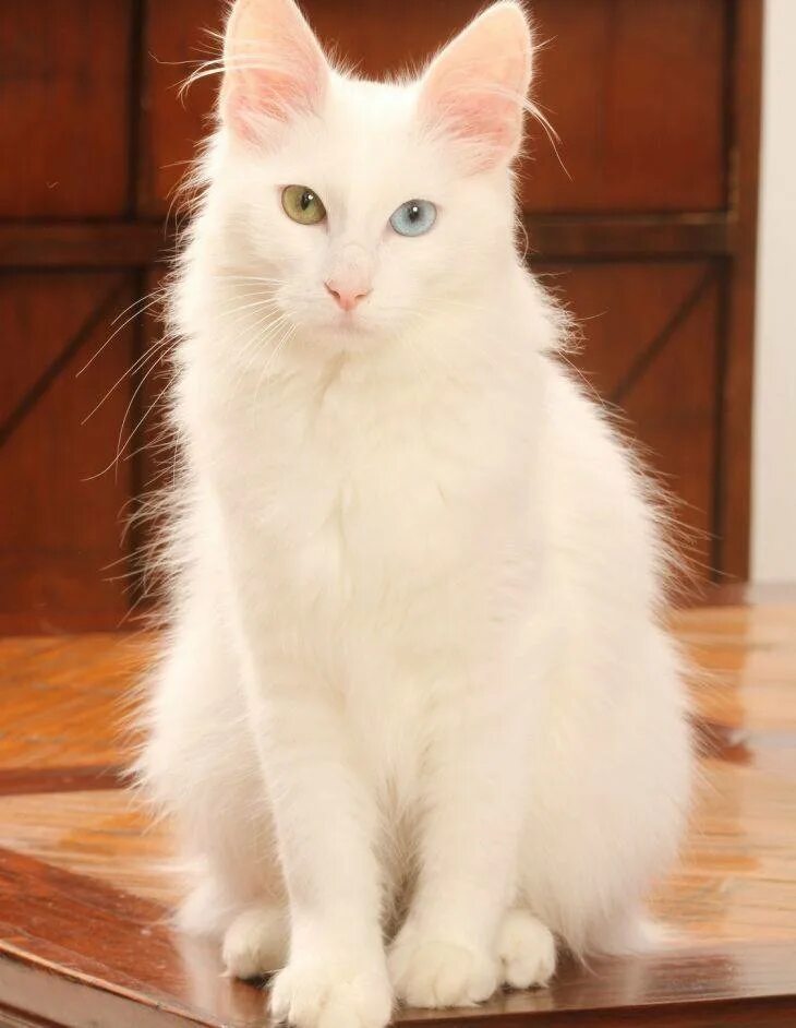 Турецкая ангора кошка. Турецкая ангорская кошка. Тигирецкая Ангара кошка. Турецкий ангорский кот белый.