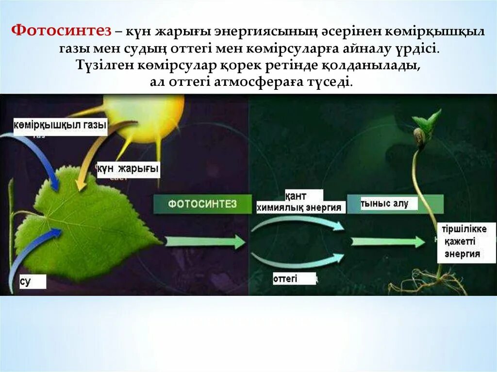 Грибы растительные организмы утратившие способность к фотосинтезу. Фотосинтез. Схема процесса фотосинтеза. Фотосинтез фотосинтез. Слайд фотосинтез.