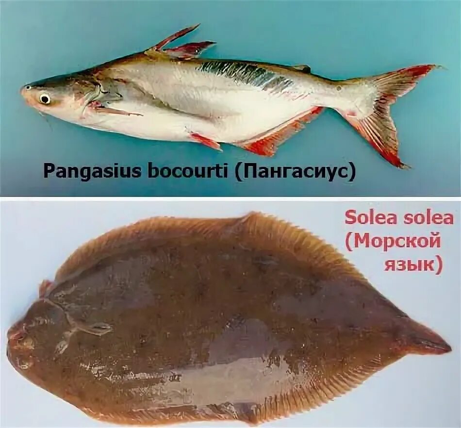 Пангасиус и тилапия