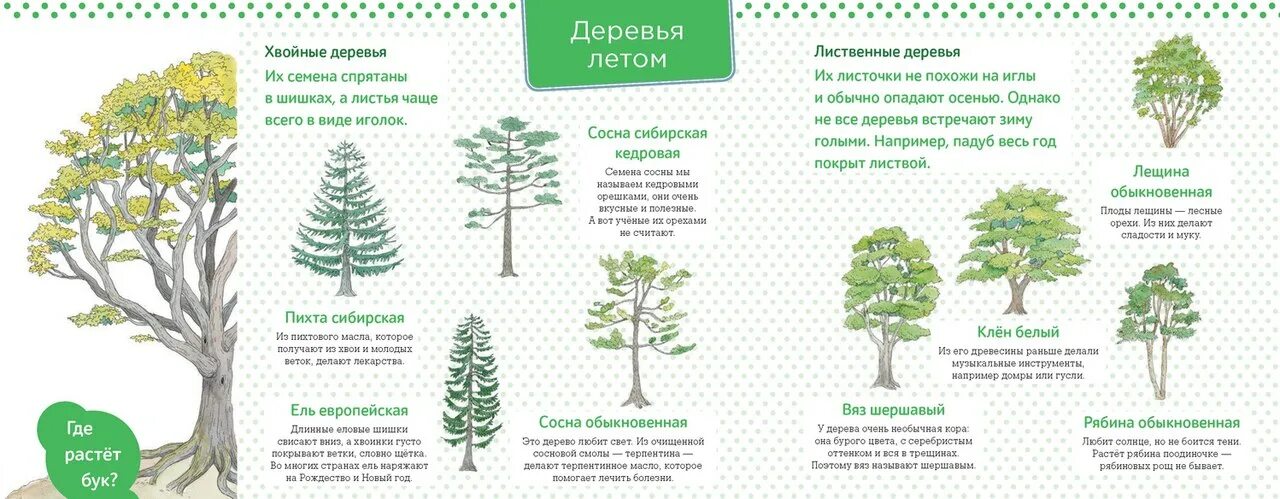 Перевод названий деревьев. Деревья на башкирском. живая природа за городом книга. хвойные деревья названия на башкирском. название деревьев на башкирском языке.