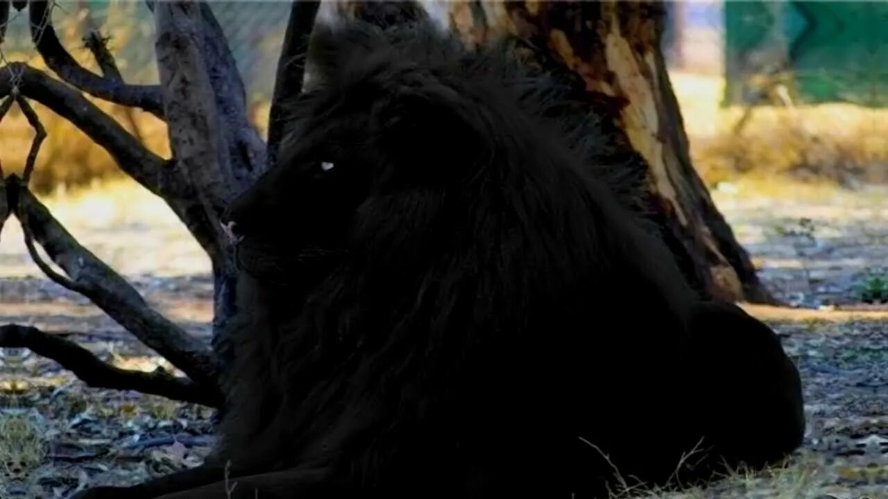 См черный лев. Черный Лев. Черный Лев в природе. Чёрный Лев существует. Чёрный Лев фото.