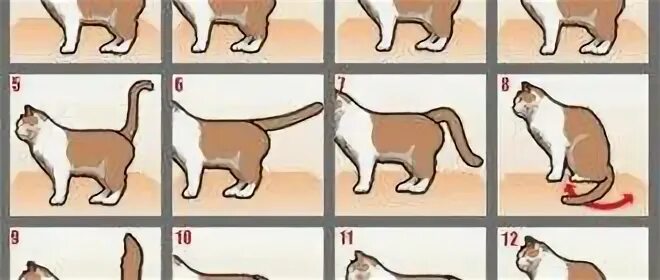 Признаки течки у кошек