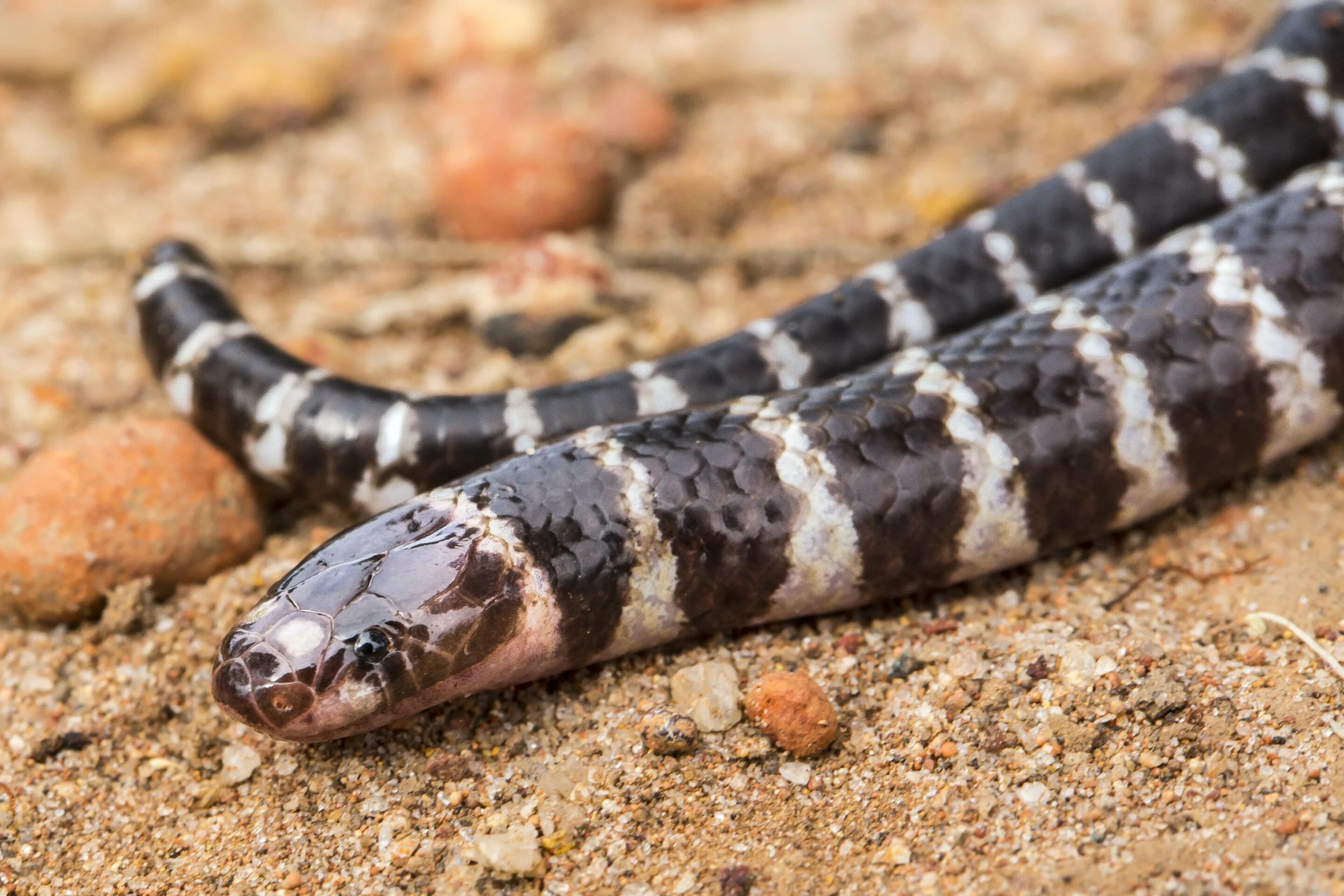 Oddity Ark #30 (210) Coastal Taipan
