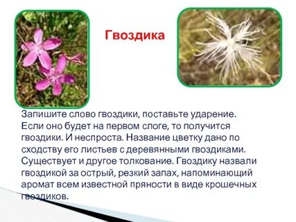 Почему назвали цветок гвоздика