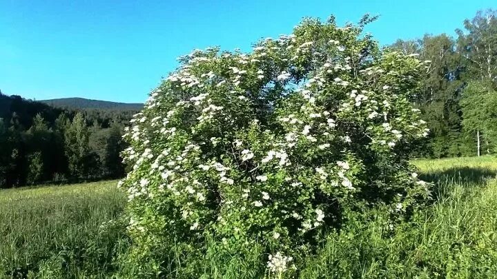 Цветет черемуха в поле у ручья песня. Цветет калина ручья. цветет черемуха. калина у ручья. цветёт калина в поле. калина в поле.
